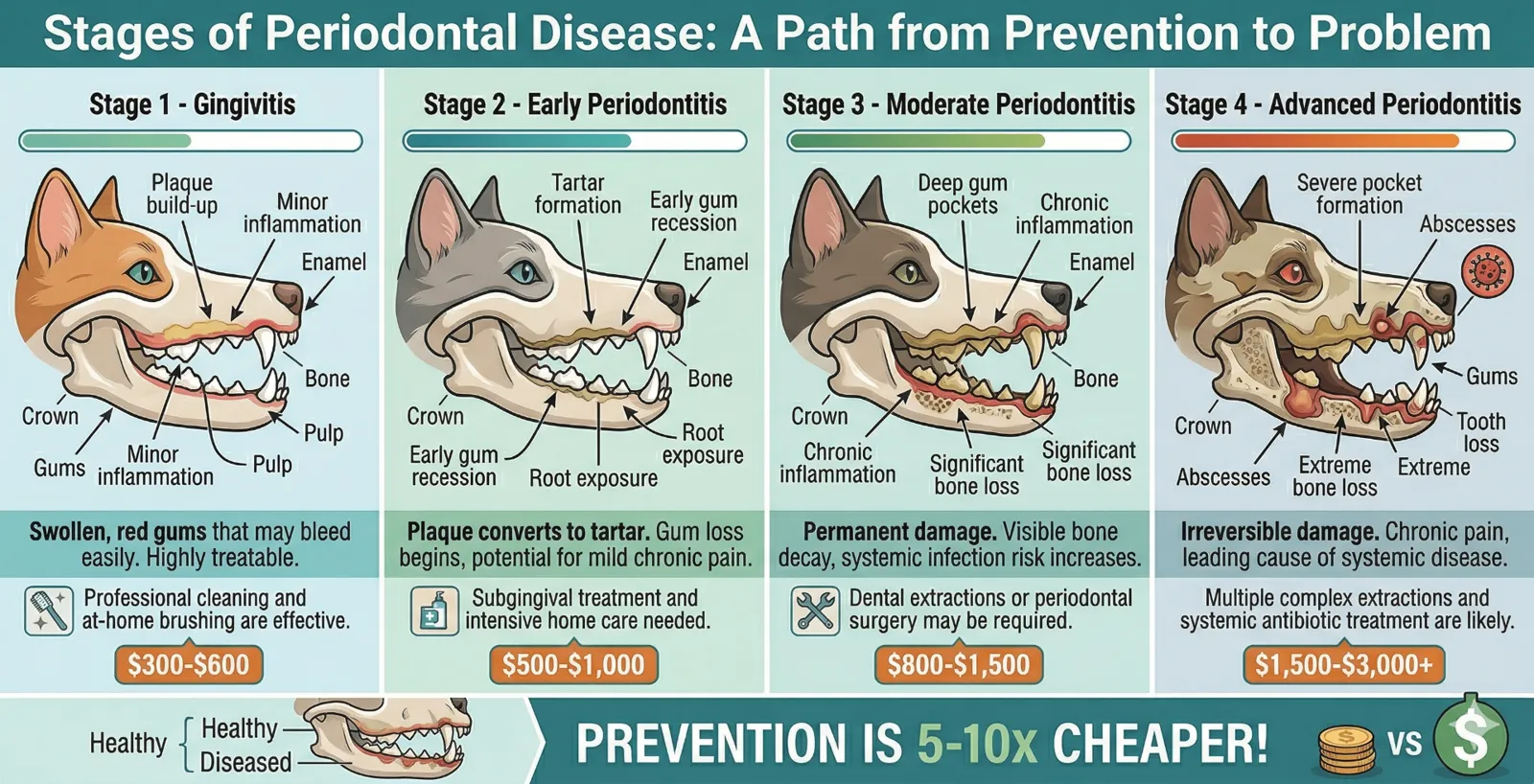 Infographic showing the four stages of periodontal disease in dogs — from gingivitis to advanced periodontitis — with treatment costs at each stage
